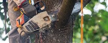 Best Tree Cabling and Bracing  in Llender, CA