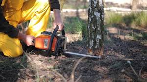 Best Seasonal Cleanup (Spring/Fall)  in Llender, CA