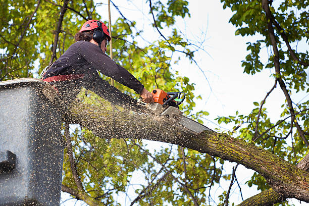 Best Fruit Tree Pruning  in Llender, CA